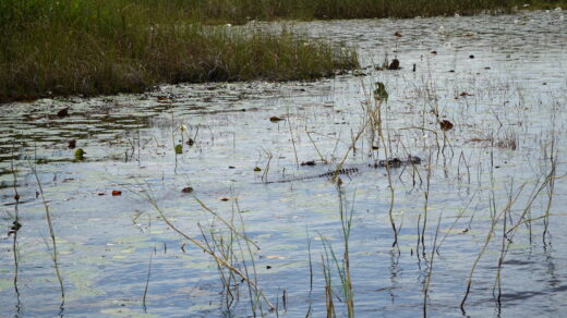 Alligator schwimmt im Everglades Sumpfgebiet