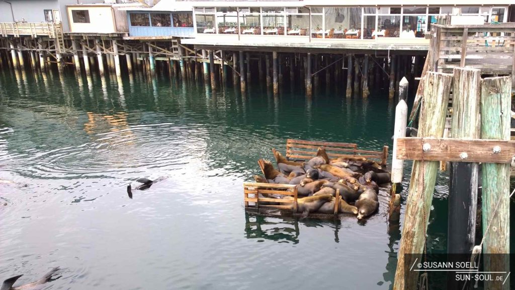 Robben am Fisherman's Wharf in Monterey