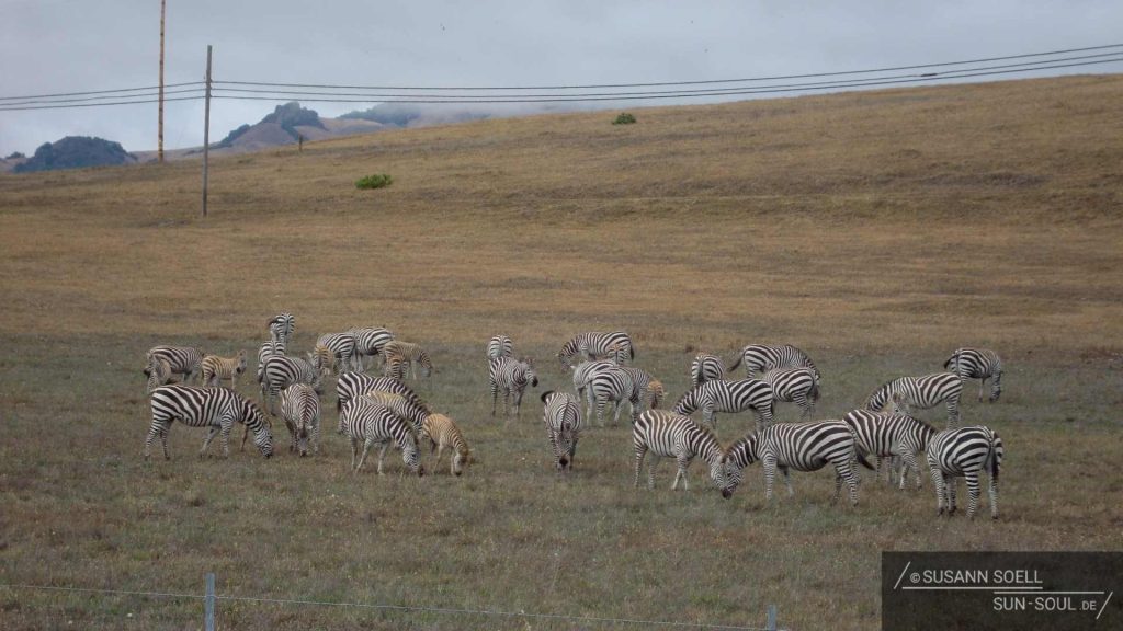 Eine Herde Zebras grast auf dem Feld