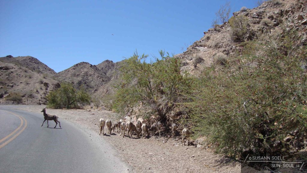 Am Straßenrand grasende Ziegen