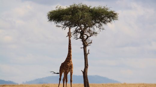 Eine Giraffe streckt ihren langen Hals nach oben, um an die grünen Blätter des Baumes zu kommen